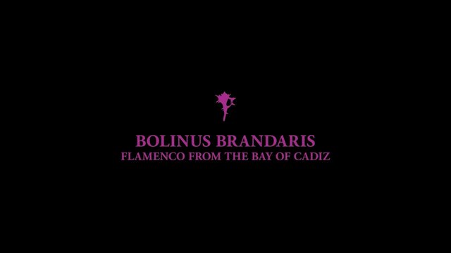 Rondeña. Jesús Guerrero. Bolinus Brandaris. Flamenco From The Bay of Cádiz.